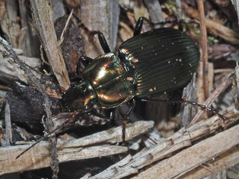 Image of Poecilus (Poecilus) cupreus cupreus (Linnaeus 1758)