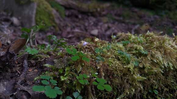 Image of Dichocarpum adiantifolium (Hook. fil. & Thomson) W. T. Wang & P. K. Hsiao