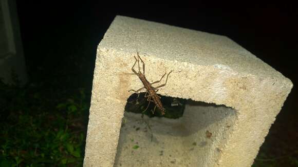 Image of Northern Two-striped Walkingstick