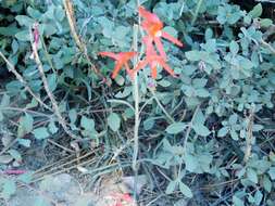 Sivun Penstemon labrosus (A. Gray) Mast. ex Hook. fil. kuva