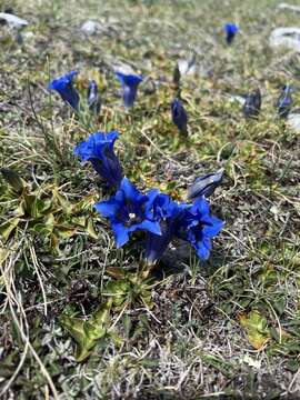 Imagem de Gentiana dinarica G. Beck