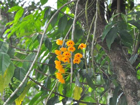 Imagem de Dendrobium chrysanthum Wall. ex Lindl.