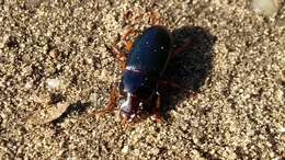 صورة Harpalus (Harpalus) smaragdinus (Duftschmid 1812)