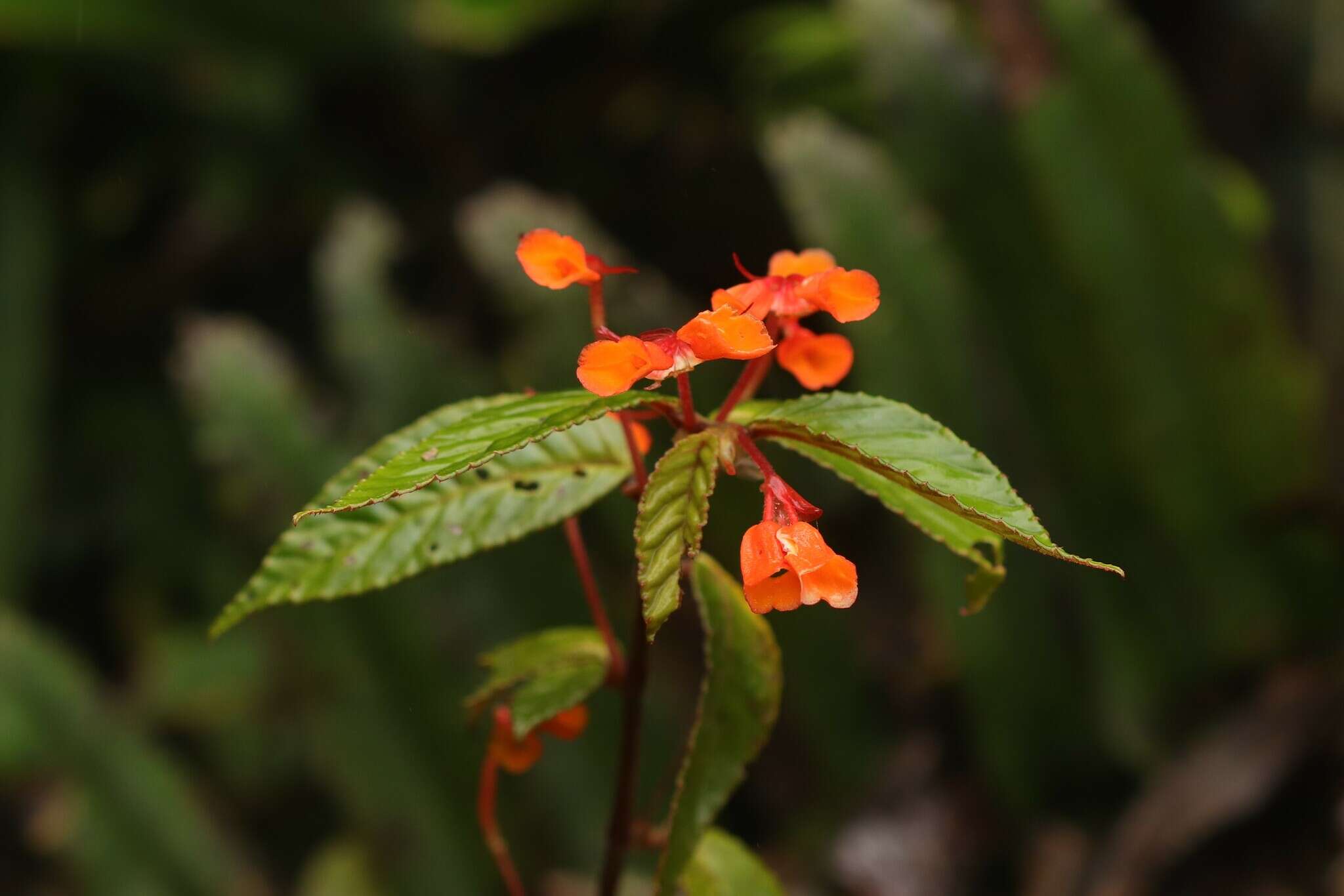 Image of Begonia kalbreyeri (Oliv.) L. B. Sm. & B. G. Schub.