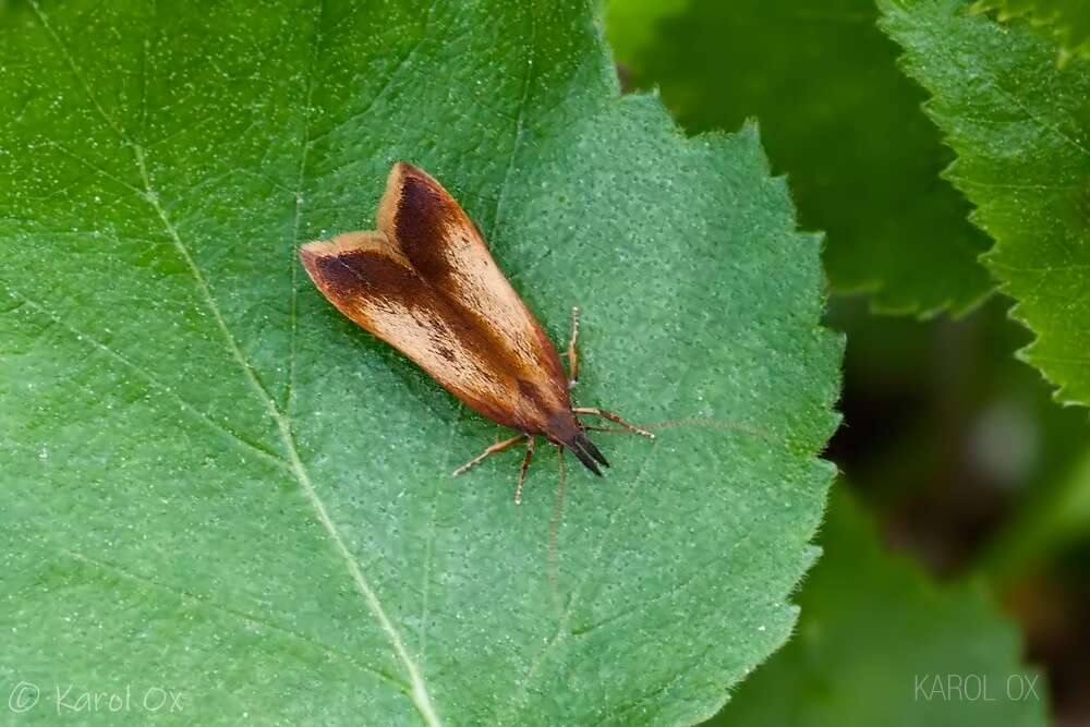 Image of Dichomeris ustalella Fabricius 1794