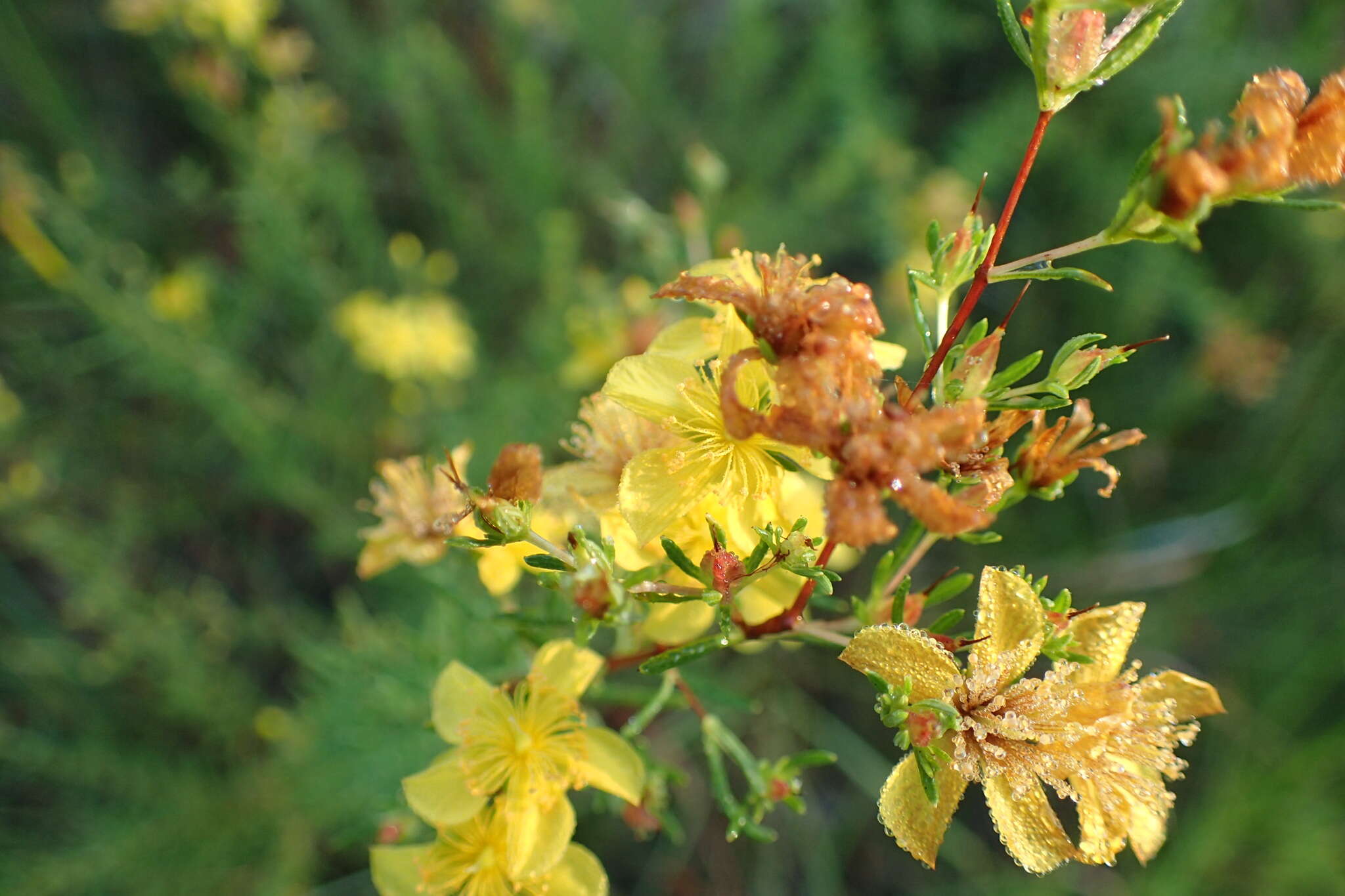 Image of Bedstraw St. John's-Wort