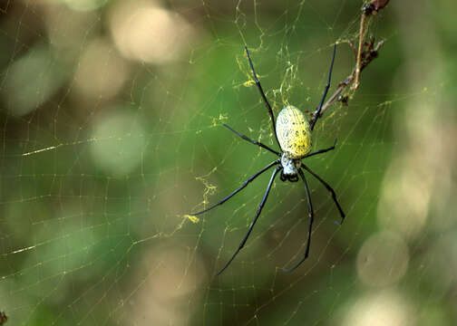 Imagem de Nephila vitiana (Walckenaer 1847)