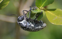 صورة Julodis fimbriata lacunosa Fairmaire 1882