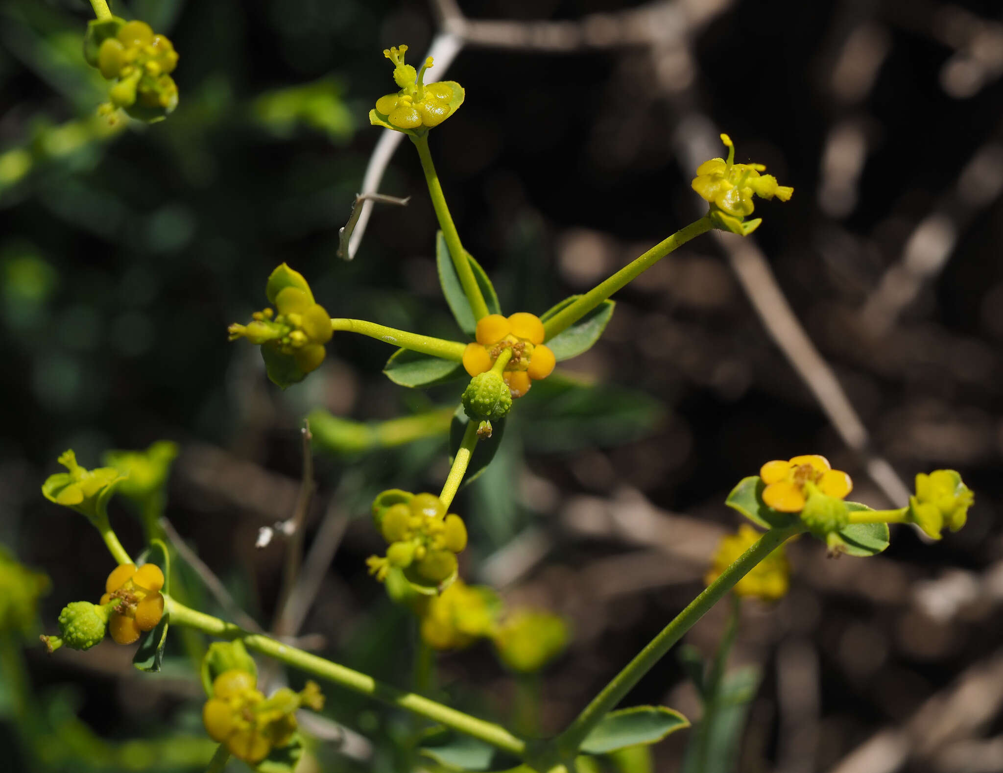 Image of Euphorbia erinacea Boiss. & Kotschy