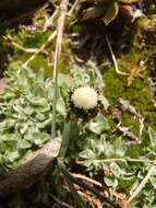 Image de Antennaria monocephala subsp. angustata (Greene) Hultén