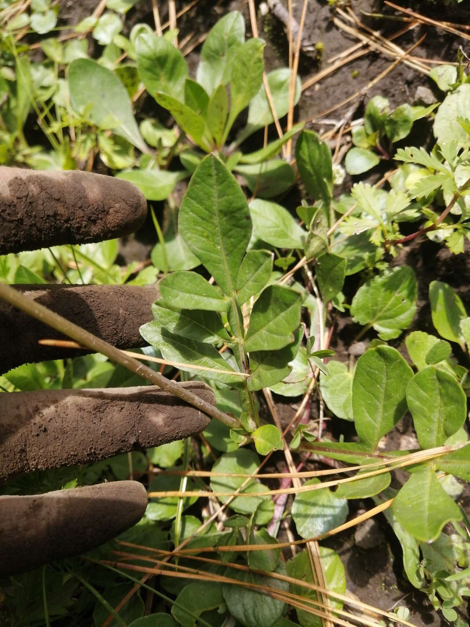 Image of Cosmos diversifolius Otto