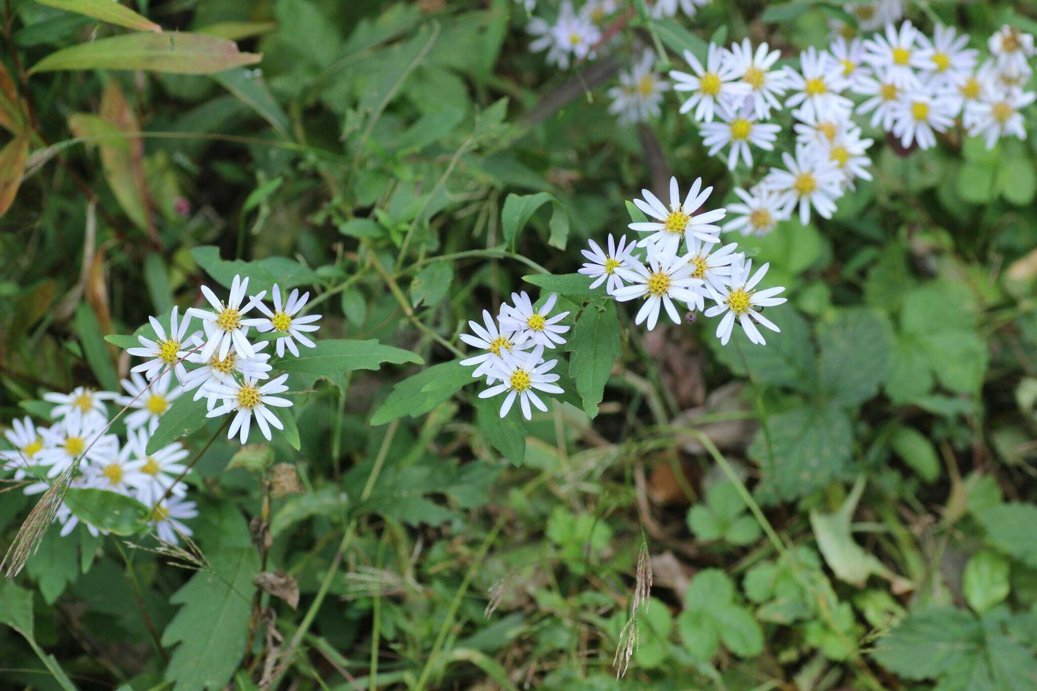 Imagem de Aster ovatus var. microcephalus (Miq.) Mot. Ito & A. Soejima