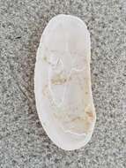 Image of oblong otter clam