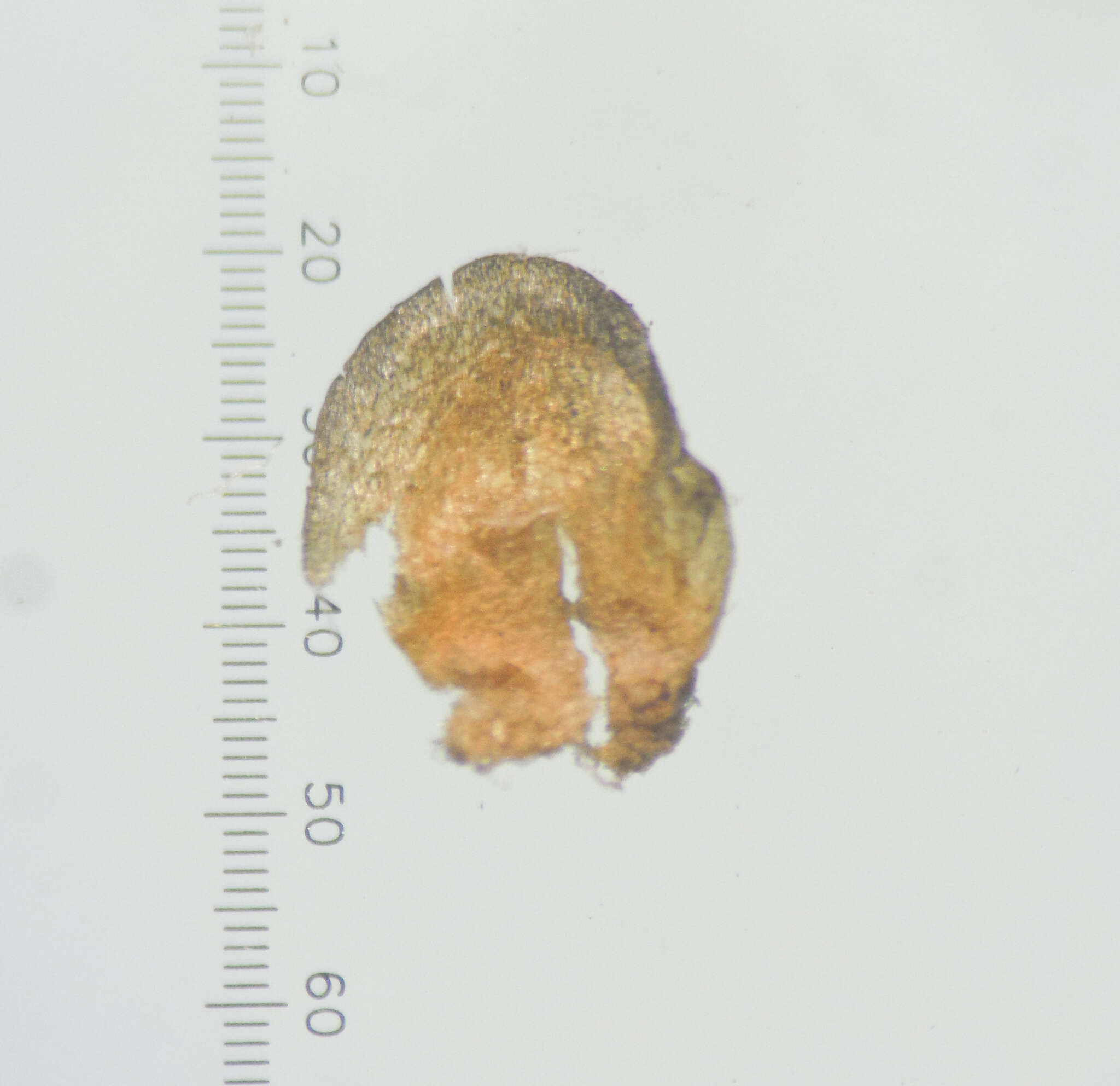 Image de Eriocaulon breviscapum Körn.