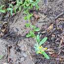 Image of Goodding's bladderpod