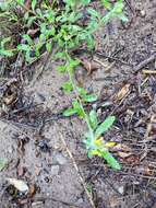 Image of Goodding's bladderpod