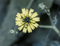 صورة Launaea rhynchocarpa (Balf. fil.) B. Mies