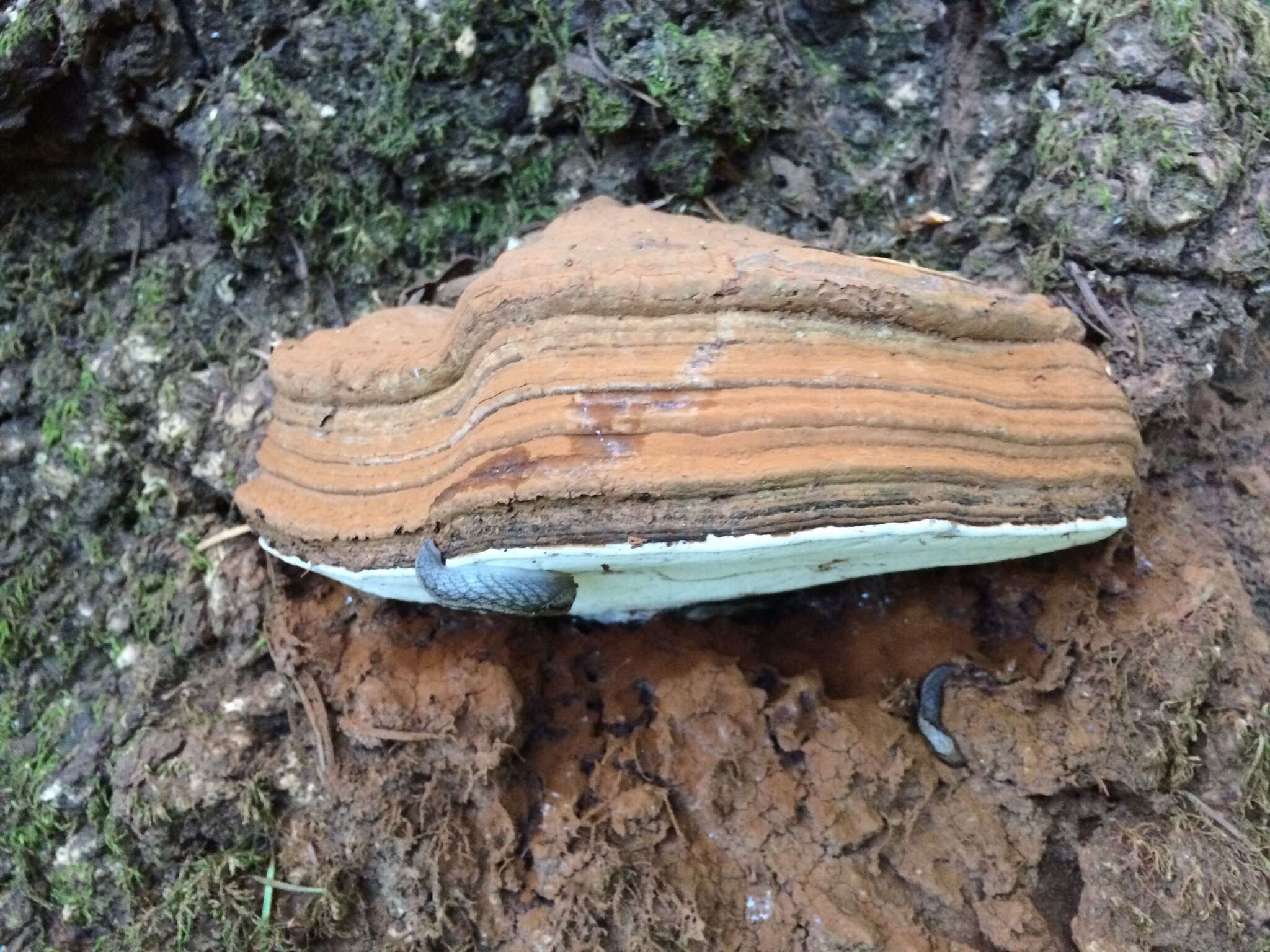 Plancia ëd Ganoderma brownii (Murrill) Gilb. 1962