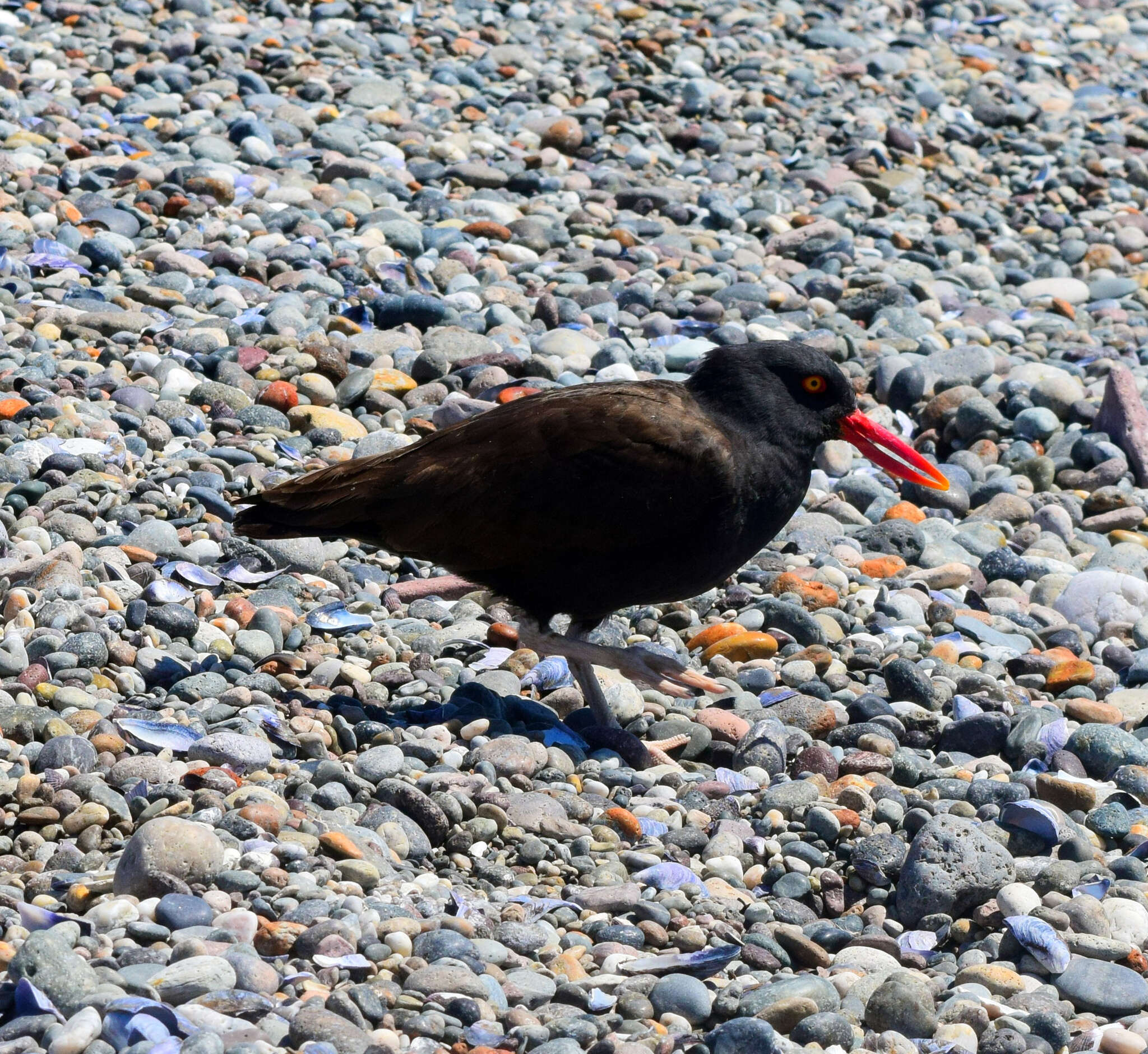 Image of Blackish Oystercatcher