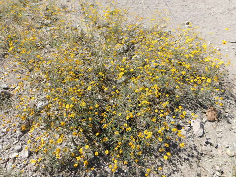 Sivun Heliomeris longifolia Cockerell kuva