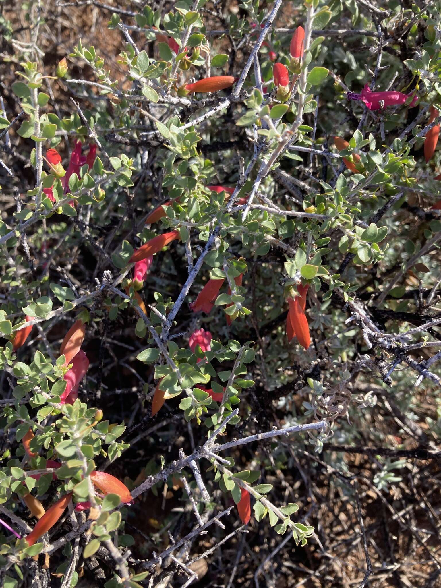 Imagem de Eremophila maculata (Ker-Gawler) F. Muell.