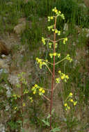 Imagem de Hypericum hyssopifolium Chaix