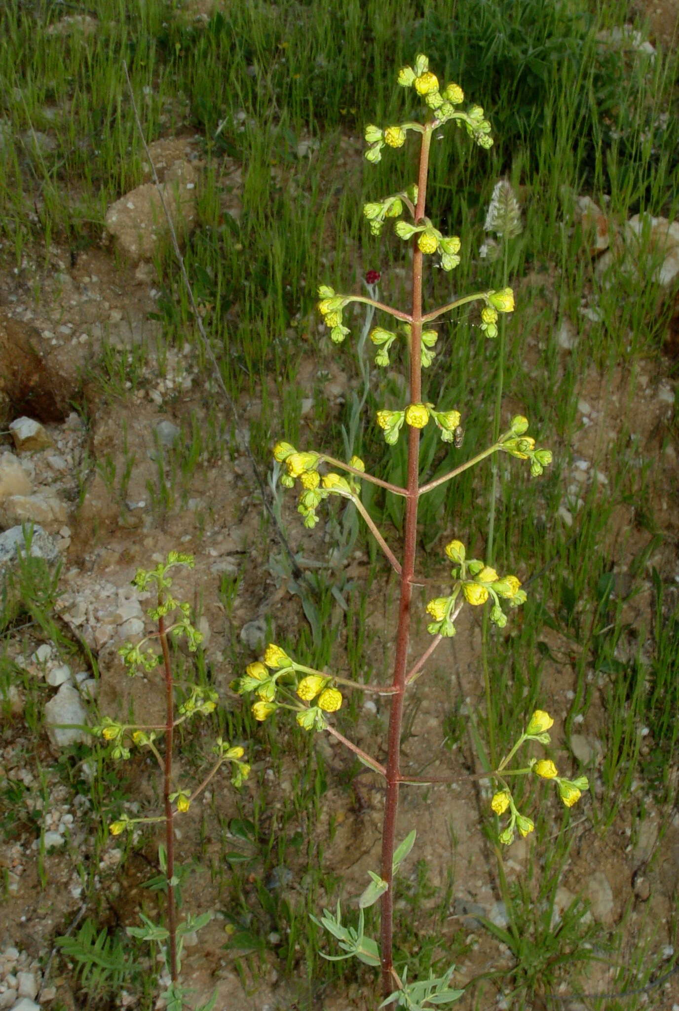 Image of Hypericum hyssopifolium Chaix