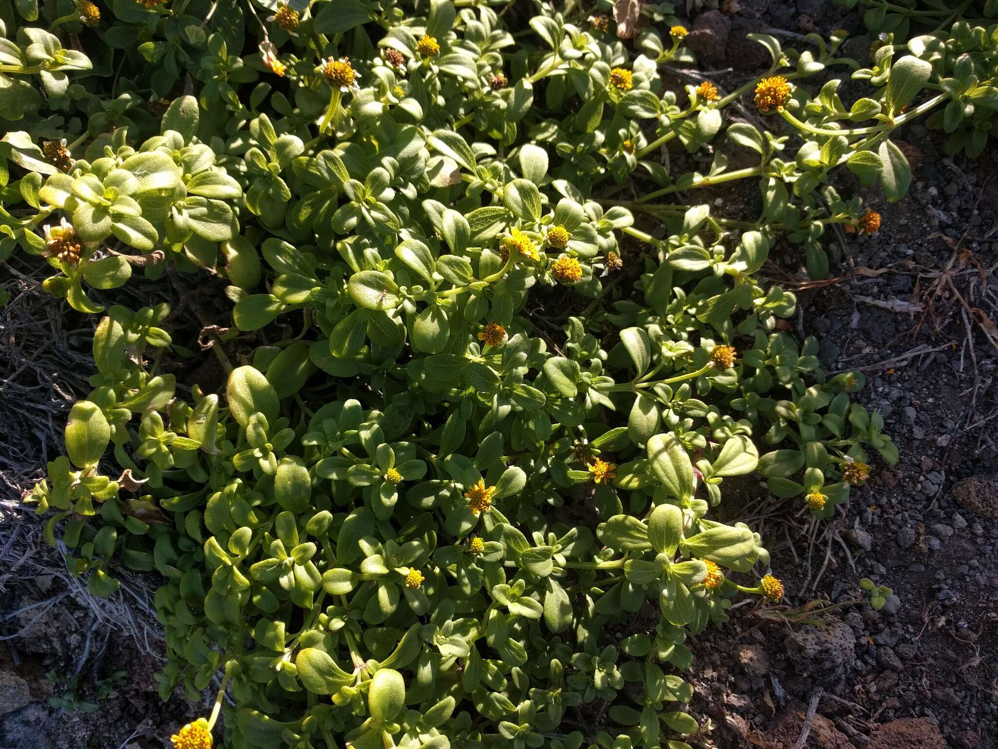 صورة Wollastonia integrifolia (Nutt.) Orchard