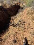 Image of Cylindropuntia californica var. rosarica (G. E. Linds.) Rebman