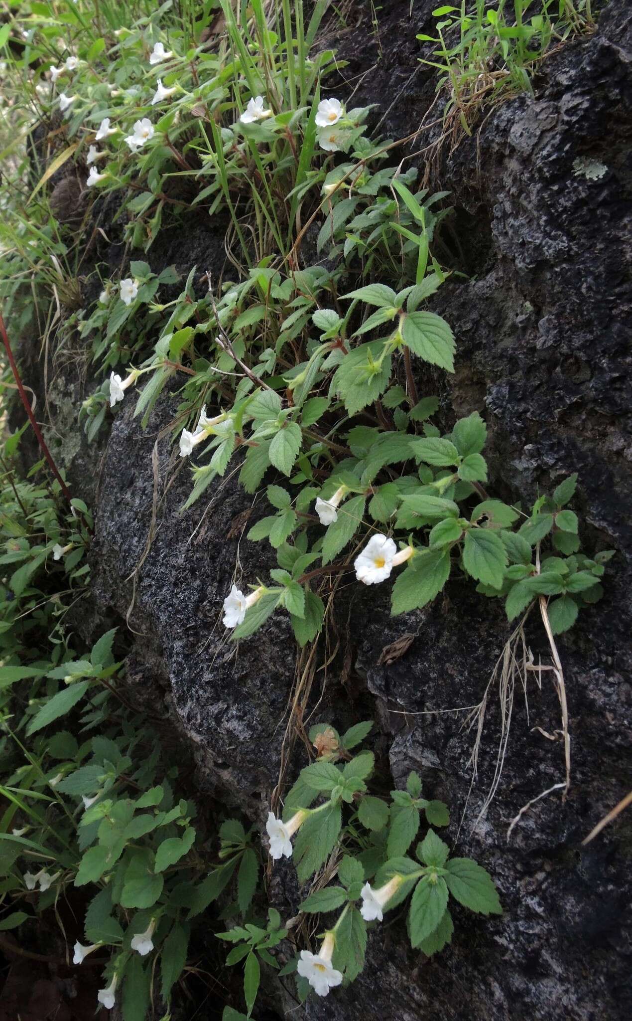 Image of Achimenes occidentalis C. V. Morton