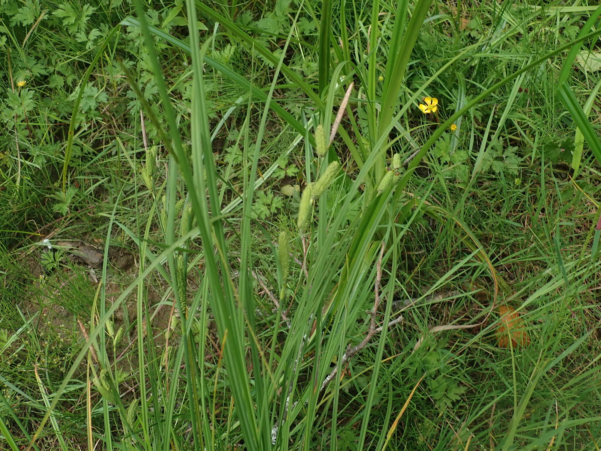 Image of Kellogg's Sedge