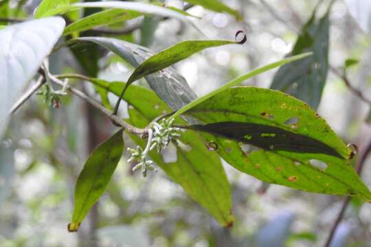 Image of Arachnothryx chiapensis (Brandegee) Borhidi