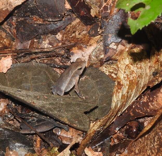 Image of Rhinella castaneotica (Caldwell 1991)