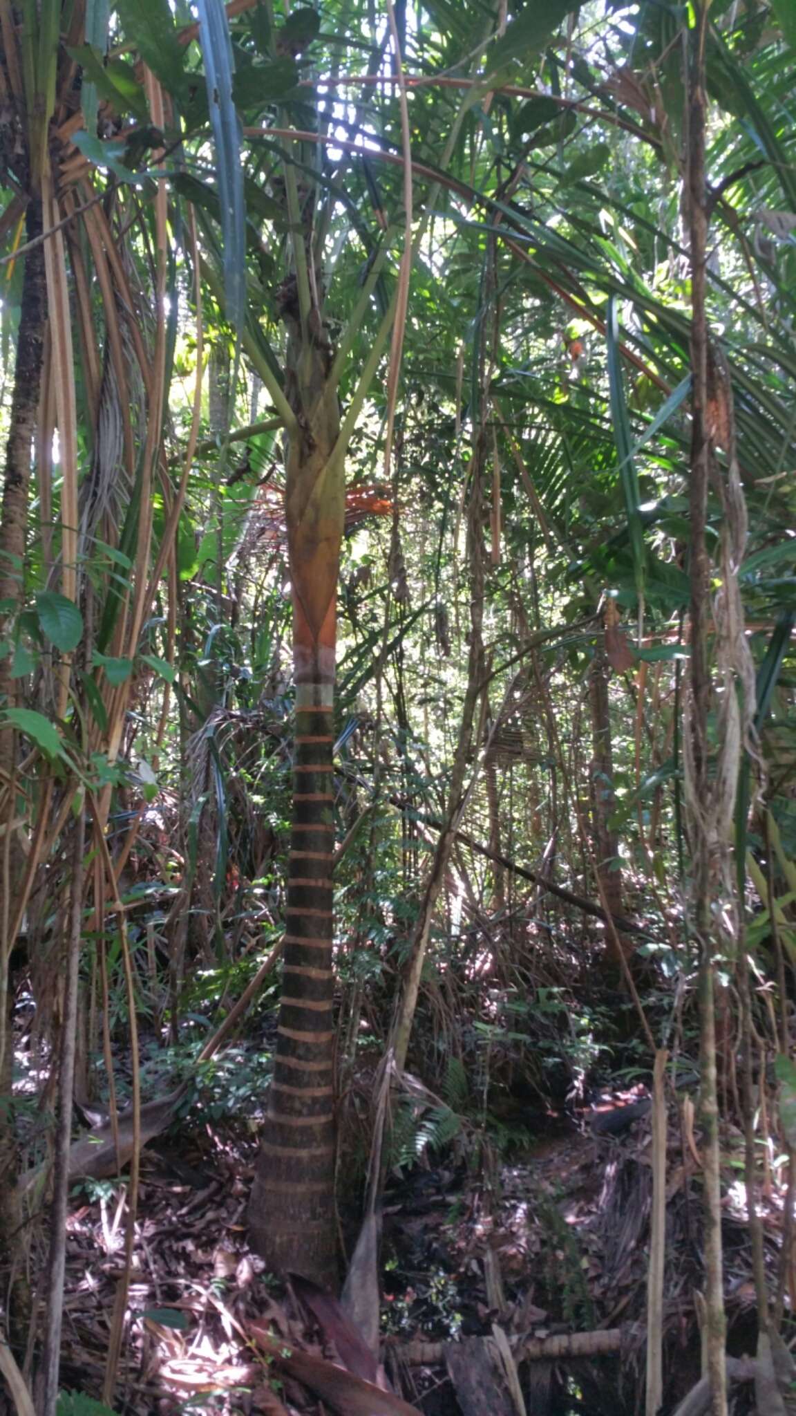 Image of Dypsis lastelliana (Baill.) Beentje & J. Dransf.