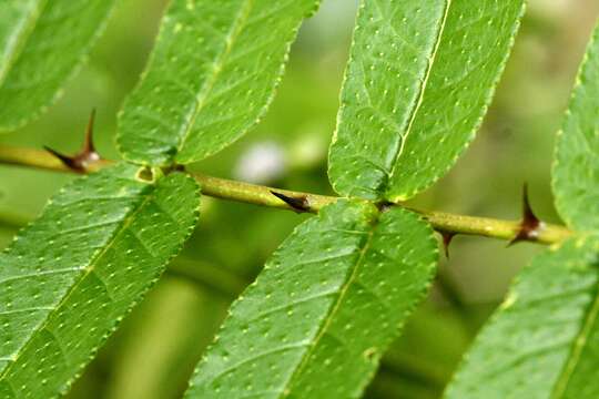 Image of Japanese prickly ash