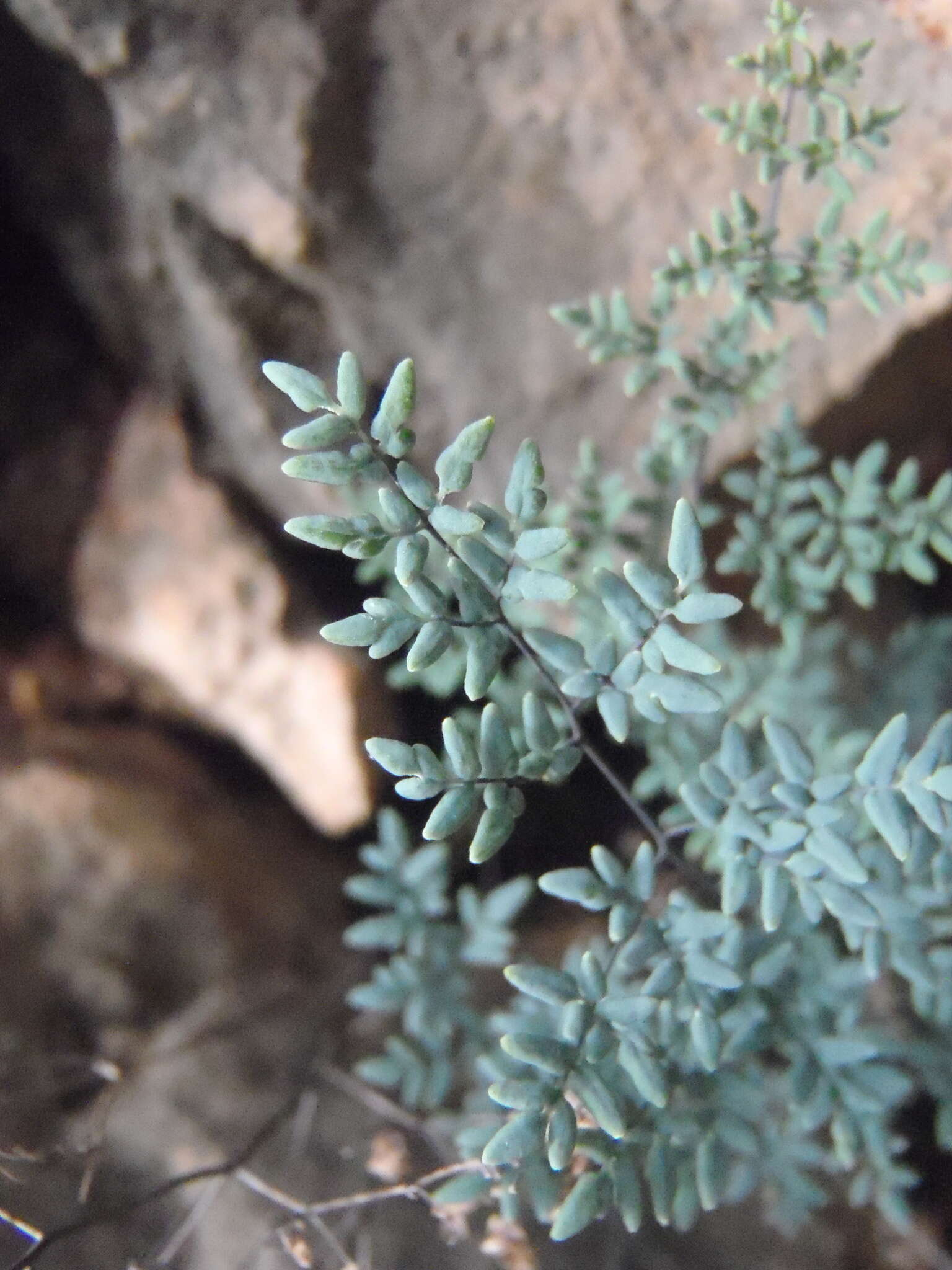 Image of southwestern false cloak fern