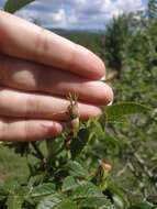 Image of Rosa balsamica Bess.