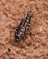 Image of Beach tiger beetle