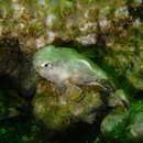 Image of Tadpole sculpin