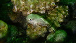 Image of Tadpole sculpin