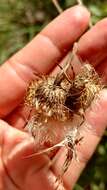 Image of soft thistle