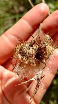 Image de Cirsium carolinianum (Walt.) Fern. & Schubert