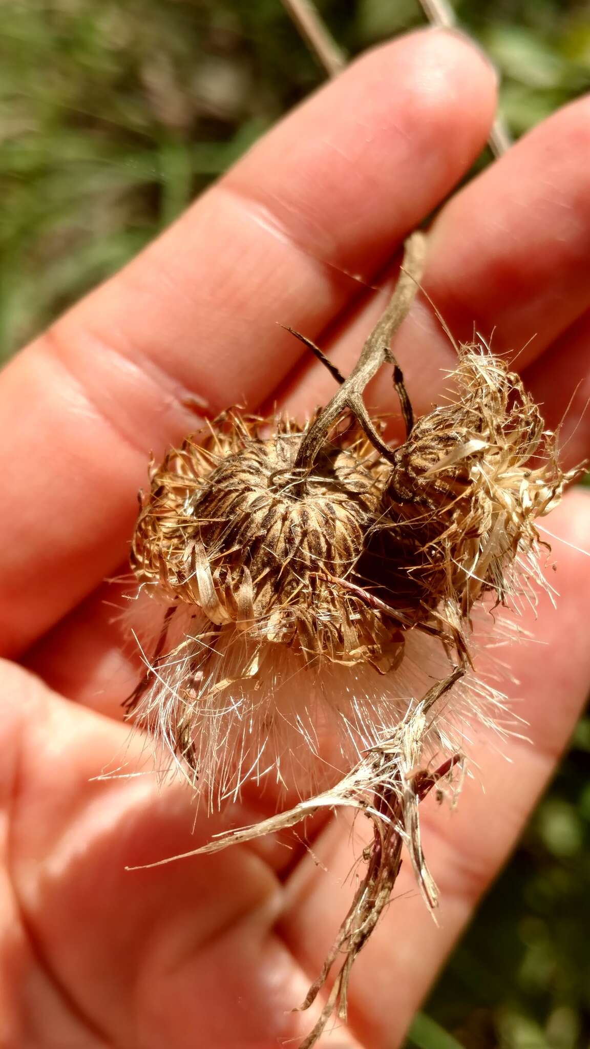 Image of soft thistle