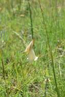 Imagem de Dierama luteoalbidum I. Verd.