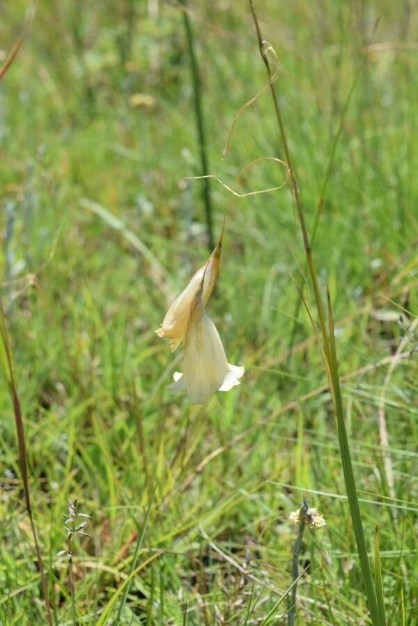 Imagem de Dierama luteoalbidum I. Verd.