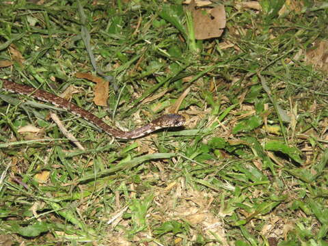 Image of Cloudy Snail-eating Snake