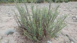 Image of sessileflower false goldenaster