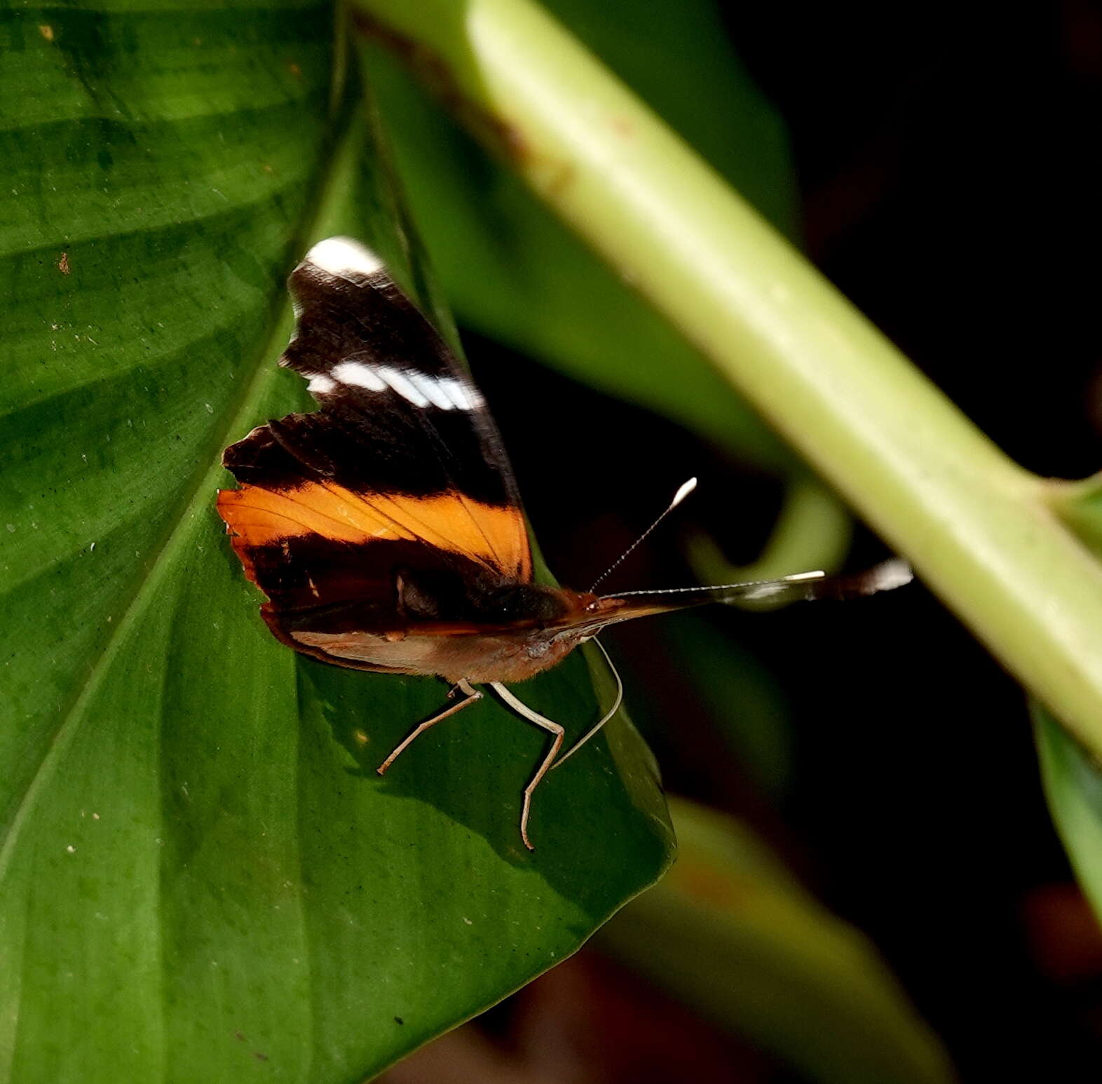 Image of Epiphile eriopis Hewitson 1857