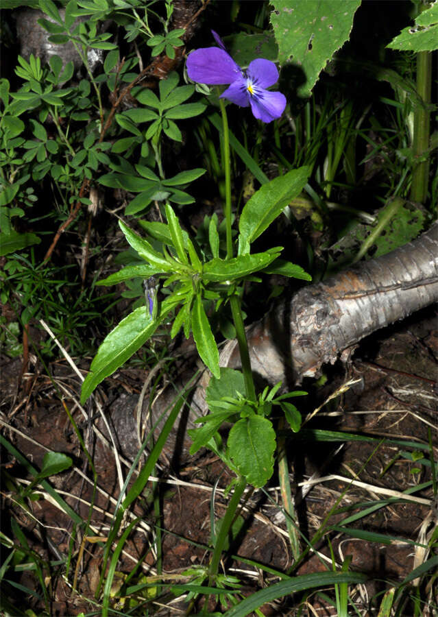 Image of Viola disjuncta W. Becker