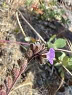 Image of Mariposa phacelia